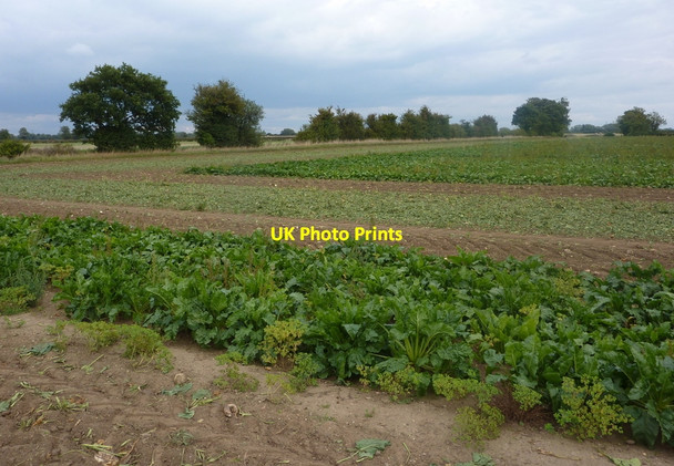 Photo 6"x4" Field with crops north of Sutton on Trent Grassthorpe c2010