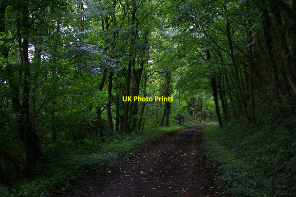 Photo 6"x4" The Jack Mytton Way Easthopewood c2010