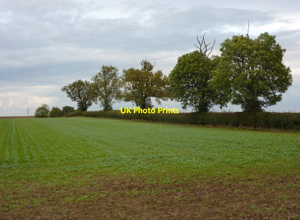 Photo 6"x4" Line of trees by the path to Weston Moorhouse\/SK7566 c2010