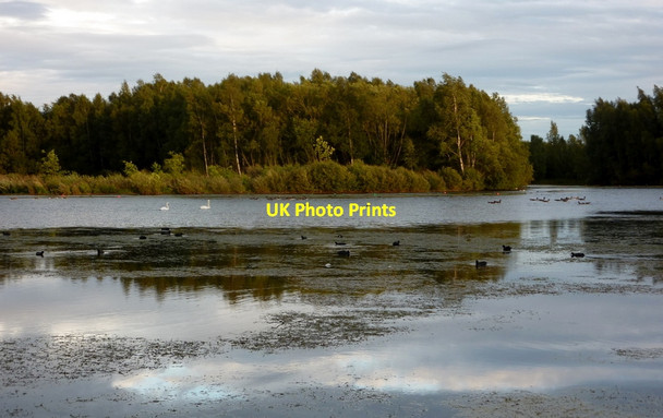 Photo 6"x4" Nature reserve at Daneshill Lakes Torworth c2010