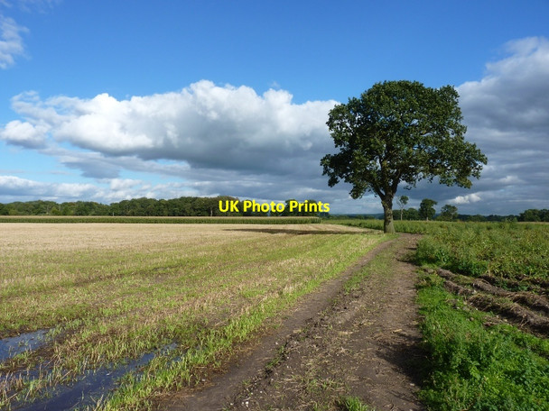 Photo 6"x4" Footpath across open fields near Smiths Green Smiths Green c2010