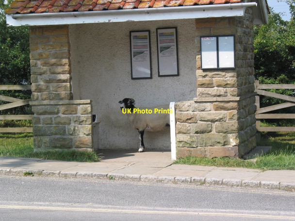 Photo 6"x4" Goathland Bus-stop Goathland c2007