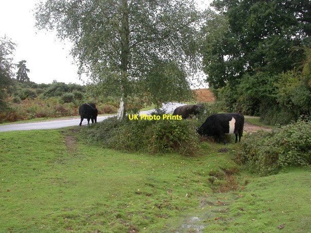 Photo 6"x4" Linwood, cattle Linwood\/SU1809 c2010
