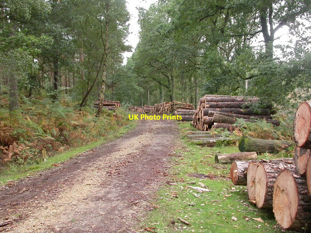 Photo 6"x4" Linwood, timber Linwood\/SU1809 c2010