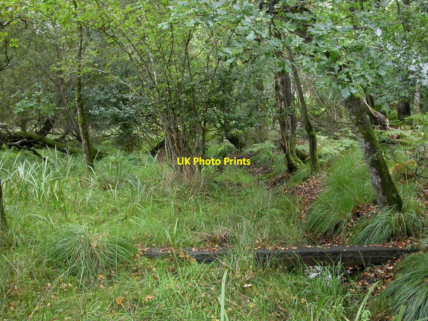 Photo 6"x4" Linwood, footbridge Linwood\/SU1809 c2010