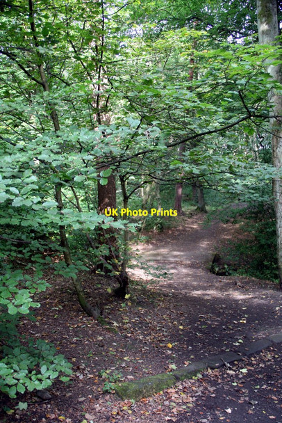 Photo 6"x4" Ecclesall Woods, Sheffield Millhouses\/SK3283 c2010