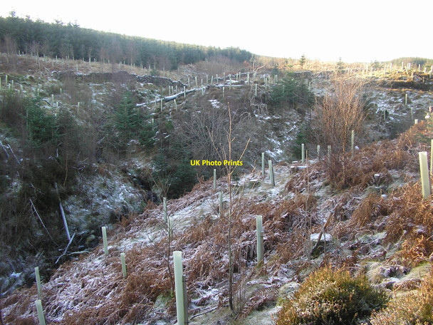 Photo 6"x4" Confluence of burns on Speddoch Hill Speddoch Hill c2008