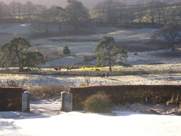 Photo 6"x4" Belties seen from Speddoch gate Dunscore c2008