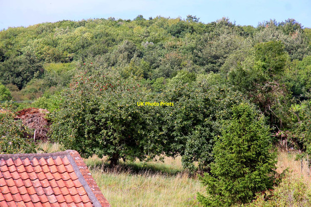 Photo 6"x4" Apple trees in Cheddar Bradley Cross c2010