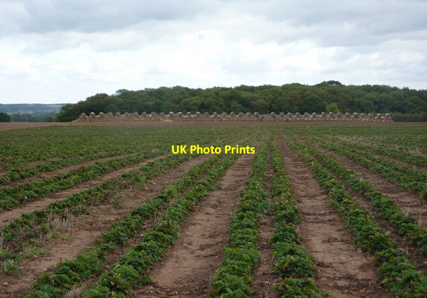 Photo 6"x4" Strawberry field stretching almost to Wheatley Wood Beckingham\/SK7790 c2010