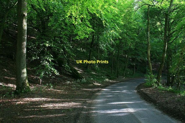 Photo 6"x4" Road through beeches Sydmonton c2010