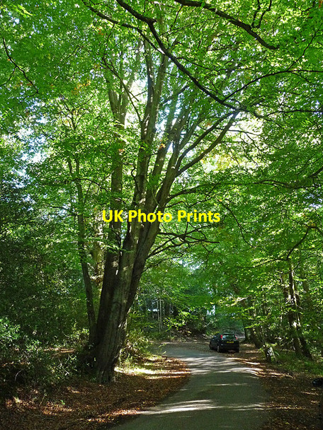 Photo 6"x4" Wakestone Lane, Bedham Bedham c2010