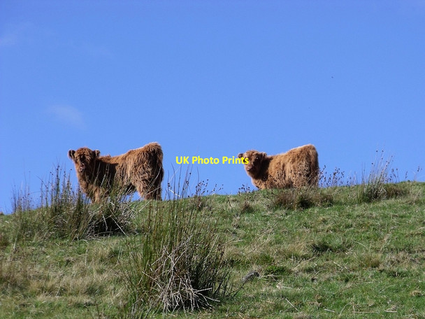 Photo 6"x4" Two calves of the Bien Esk Fold Dundaff Hill c2010
