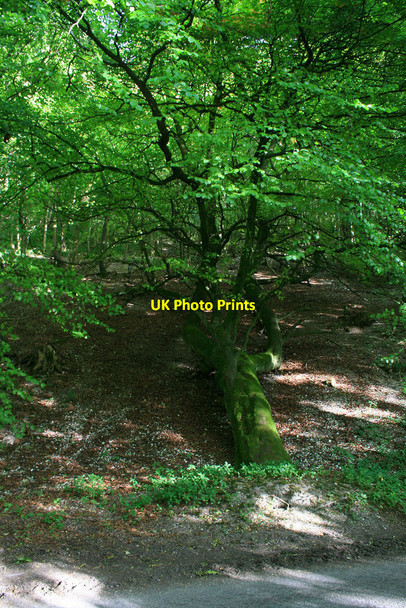 Photo 6"x4" Fallen, but surviving Sydmonton c2010