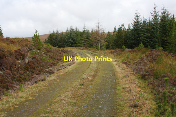 Photo 6"x4" Track through Overscaig Plantation Fiag Bridge c2010