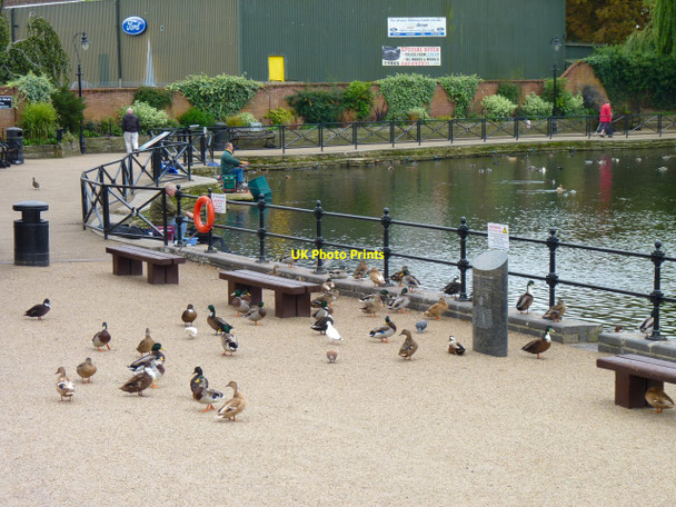 Photo 6"x4" Ducks by the Mere Diss c2010