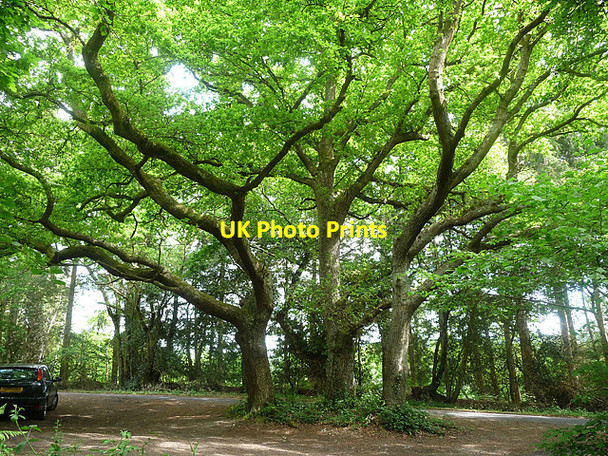 Photo 6"x4" Oaks near Heyshott (1) Heyshott c2010