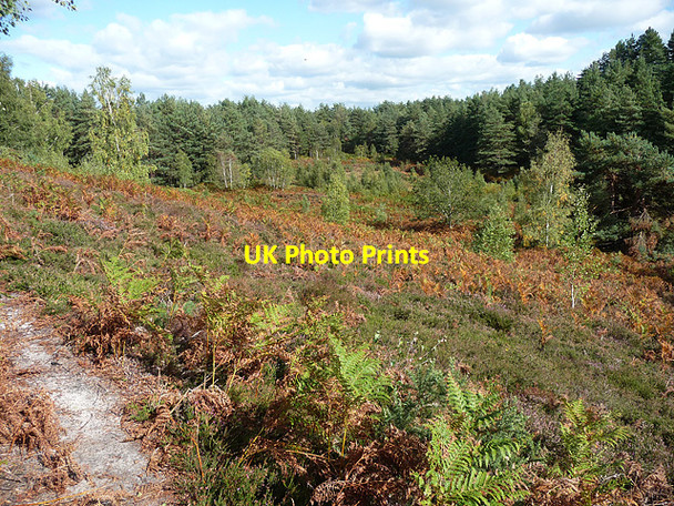 Photo 6"x4" Heyshott Common (1) Midhurst c2010