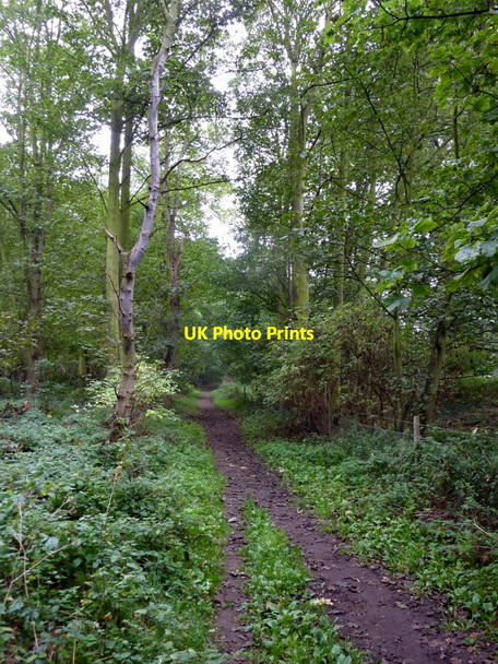 Photo 6"x4" Footpath through the trees Ranskill c2010