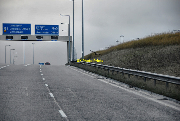 Photo 6"x4" Buzzard on the Motorway link road Bamber Bridge c2010