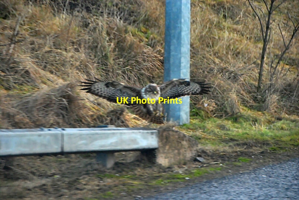 Photo 6"x4" Buzzard landing Bamber Bridge c2010