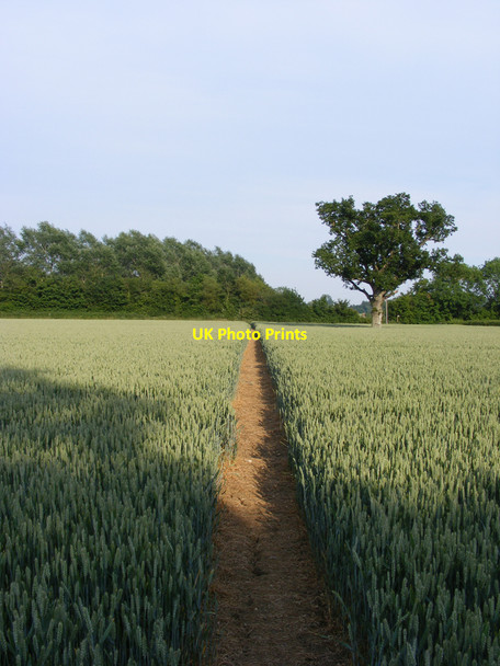 Photo 6"x4" Footpath towards Station Road Redisham c2010