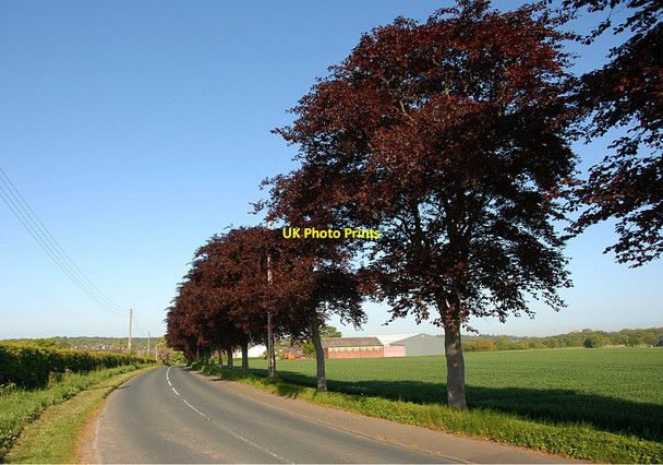 Photo 6"x4" Copper Beech Trees on Dick's Lane Blaguegate c2010