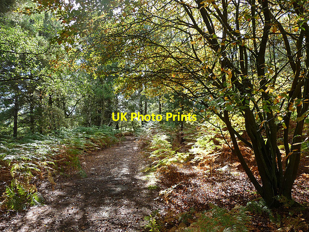 Photo 6"x4" Heyshott Common (5) Midhurst c2010