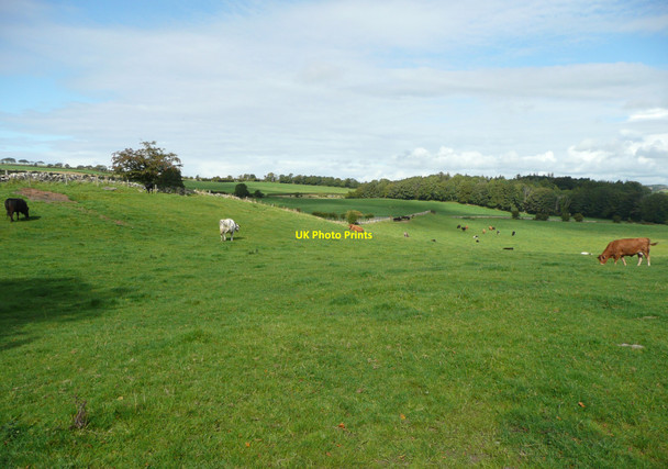 Photo 6"x4" Field with cattle, Maybole Maybole c2010