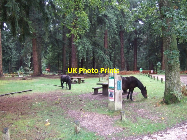 Photo 6"x4" Brock Hill picnic site, New Forest Bank\/SU2807 c2010