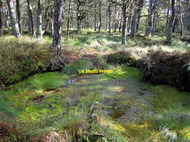 Photo 6"x4" Beanley Moss Beanley c2010