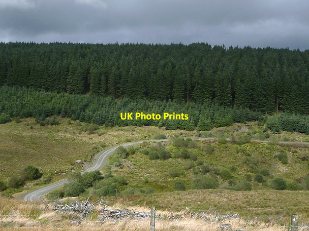 Photo 6"x4" The Tywi Forest on Esgair Gerwyn, Ceredigion Nant y Gerwyn c2010