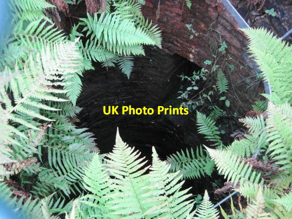 Photo 6"x4" Mine Shaft near Lovelady Shield Galligill c2010