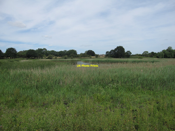 Photo 6"x4" Reedbed at Little Fen Fen Street\/TM0579 c2010