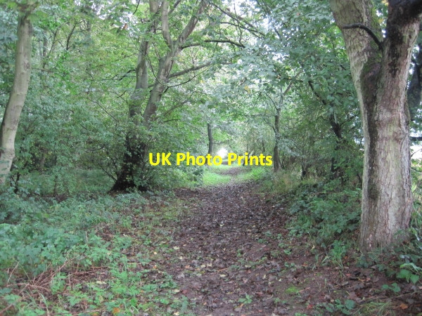 Photo 6"x4" Footpath through High House Plantation Harlow Hill\/NZ0768 c2010