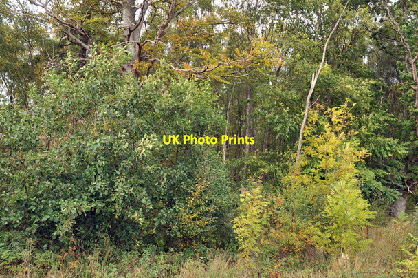 Photo 6"x4" Craigie Wood Kilmuir\/NH6749 c2010
