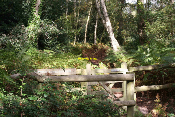 Photo 6"x4" Finchampstead - Warren Wood Finchampstead c2010