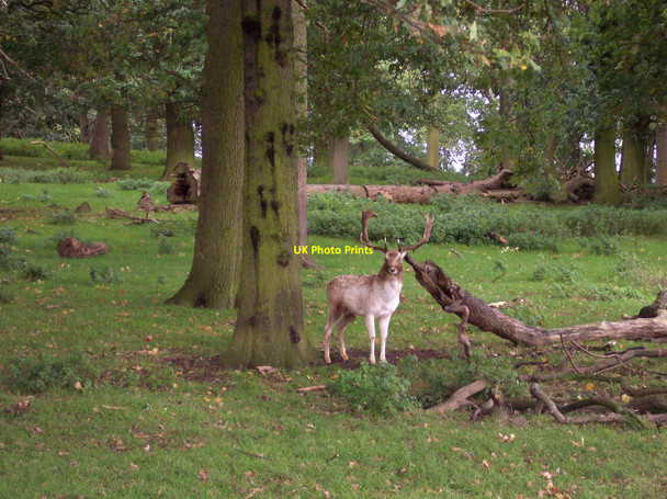 Photo 6"x4" Lone deer in copse at Tatton Park Tatton Dale c2010