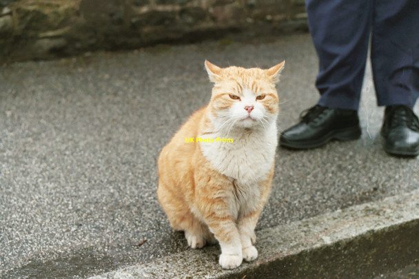Photo 6"x4" Ceasar during his reign of Kirkcudbright Kirkcudbright c2002