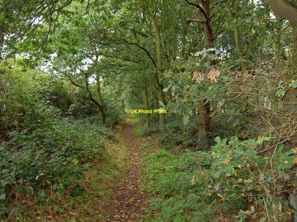 Photo 6"x4" A leafy bridleway Lidgett c2010