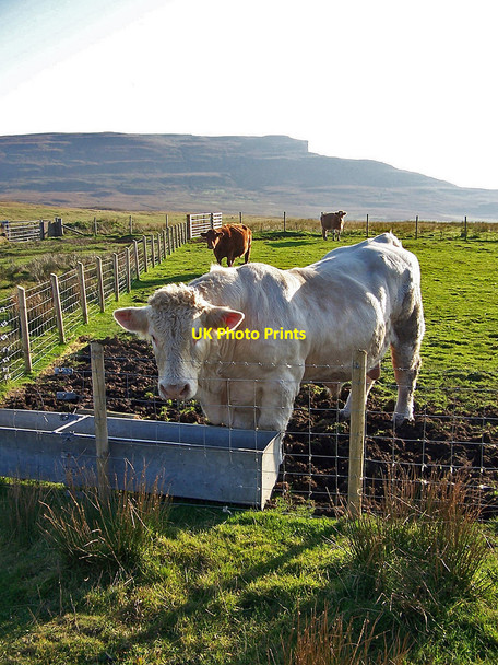 Photo 6"x4" Cattle at Ramasaig Ramasaig c2010