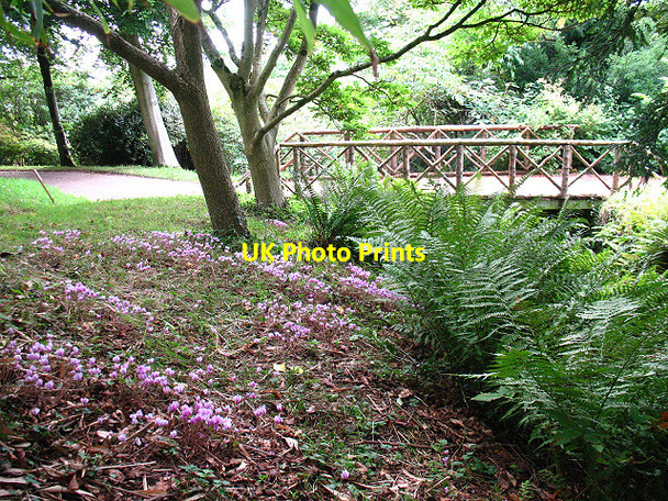 Photo 6"x4" Killerton: footbridge Beare\/SS9800 c2010