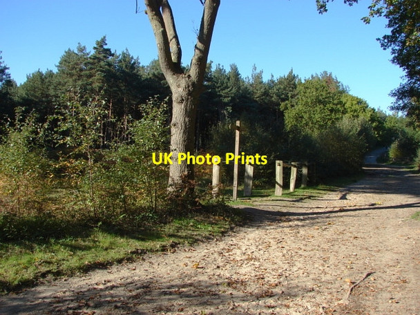 Photo 6"x4" Esher Common Esher c2010 P4