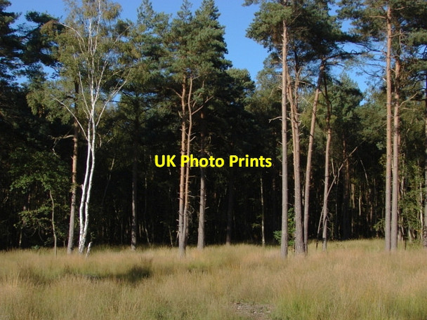 Photo 6"x4" Esher Common Fairmile\/TQ1261 c2010 P1
