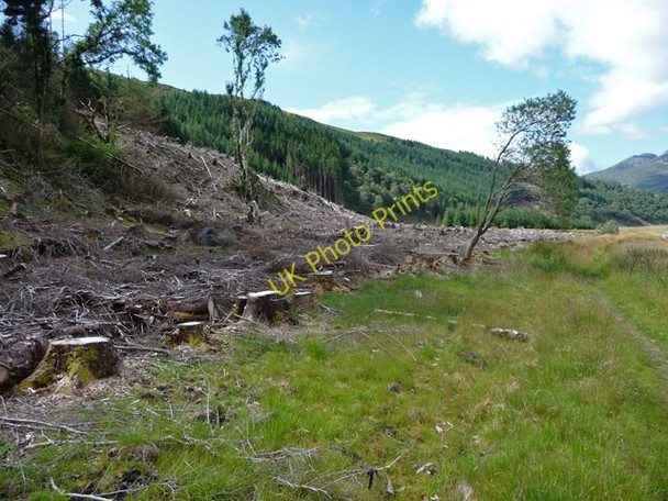 Photo 6"x4" Forest clearance at Camas nan Gall Ardintoul c2009