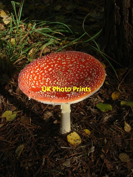Photo 6"x4" Esher Common, Fly Agaric Fairmile\/TQ1261 c2010