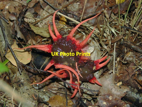 Photo 6"x4" Esher Common. Aseroe rubra Fairmile\/TQ1261 c2010