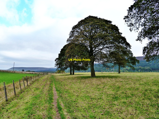 Photo 6"x4" Trees near Ingleby Manor Ingleby Greenhow c2010