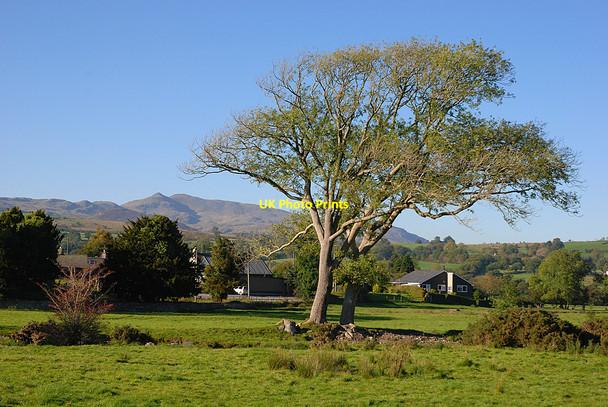 Photo 6"x4" Trees by the Afon Dyfrdwy Llanuwchllyn c2010