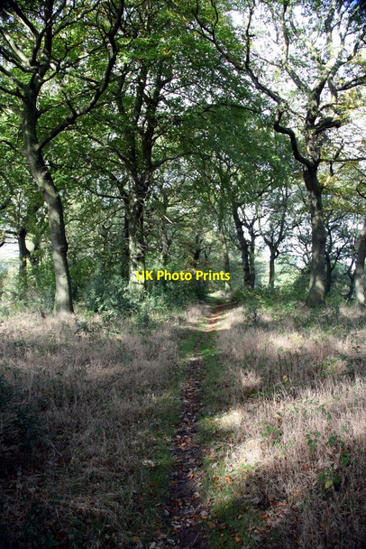 Photo 6"x4" Footpath through Newfield Spring Woods Lightwood\/SK3782 c2010